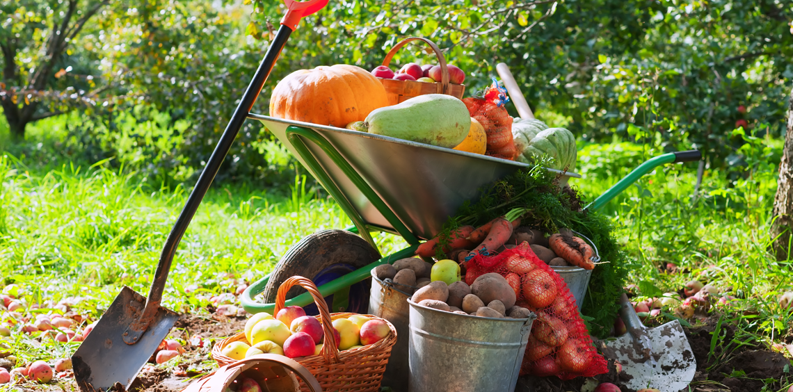 Farmers Marketplaces in Kenya